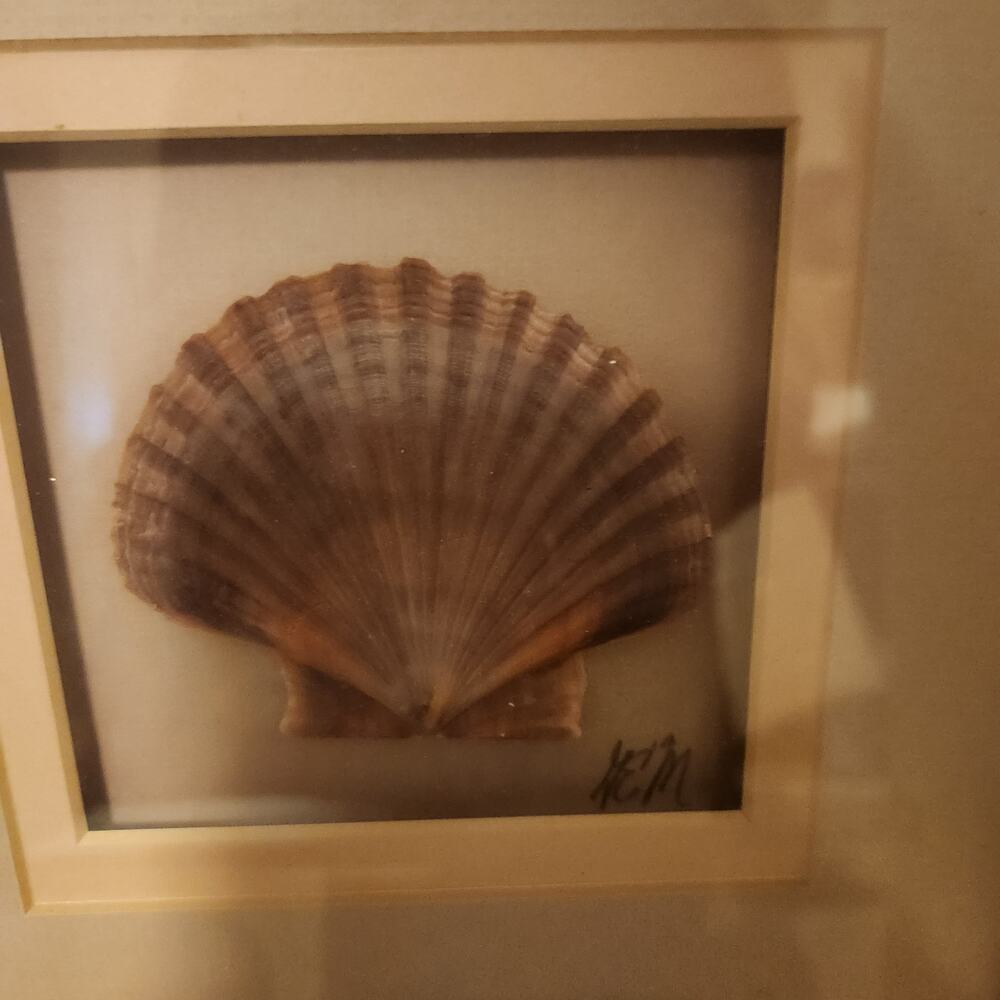 Vintage 1990's Real Scalloped Sea Shell Framed St Thomas Virgin Islands Signed